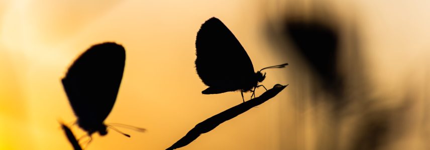 Silhouette of butterfly in sunset